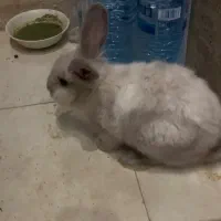 خرگوش لوپ