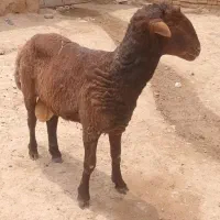 شیشک قوچ همو