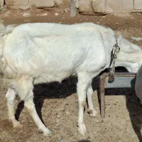بز گلابی