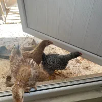 مرغ و خروس