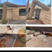 قطع و بریدن نخل ودرختان مزاحم و خرید چوب مرکبات‌