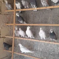 کبوتر فروشی