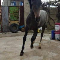 کره اسب 12ماهه سالم وسرحال