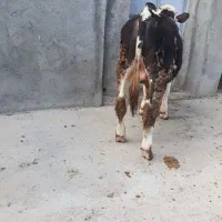 دو راس گوساله سیمنتال نر