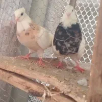 یه جفت طوقی هفت رنگ به شرطه تخم جوجه و پرش