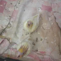 جوجه‌عروس‌هلندی