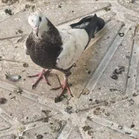 11عددکفتر سرحال پرشی