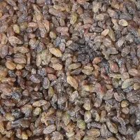 کشمش افتابی شهددار