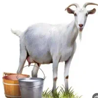 شیر بز