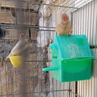 یک جفت فنچ