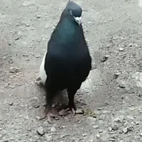 کفتر سینه سیاه نر آس