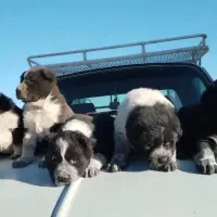 واگذاری توله سگ قدرجونی