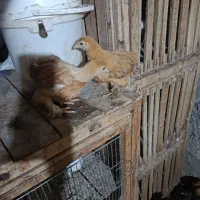 فروش تخصصی جوجه سلطان برهما ولاری