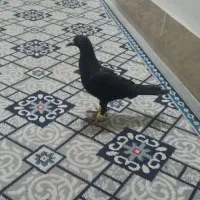 کفتر زاغ قلدر نر