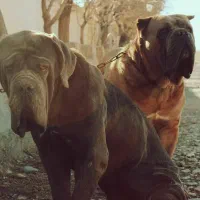 سگ کن کورسو و ناپلی تین گارد وارداتی فوق لوکس