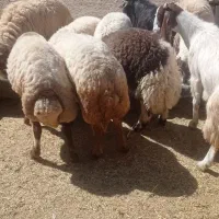 گوسفند|حیوانات مزرعه|ثلاث باباجانی, |دیوار