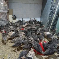 جوجه بوقلمون
