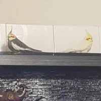 یه عروس هلندی طوسی رنگ گمشده