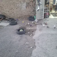 کبوتر