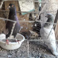 جفت کفتر طاوسی پلاکی