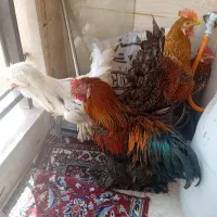 ۴ عدد خروس برهما