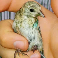 جوجه سهره نرکال کال نوک بادمجونی