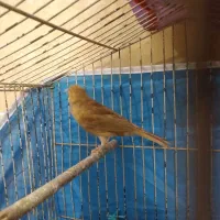 جوجه قناری  کاشمر