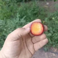 آلو|خوردنی و آشامیدنی|ترکمانچای, |دیوار
