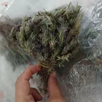 کاکوتی یاپونه کوهی