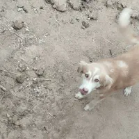 سگ ژرمن