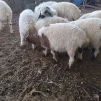گوسفند سبک