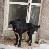 سگ گمشده