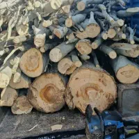 درخت بری