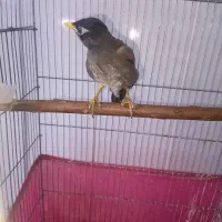 مرغ مینا