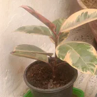 گلهای آپارتمانی