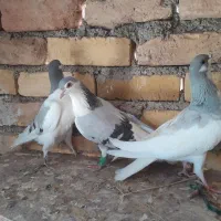 کبوتر پرشی کو بدرنگ و طوقی