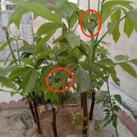 پیوند گردو|خدمات باغبانی و درختکاری|قروه, |دیوار