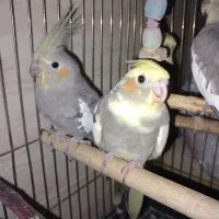 تعداد پنج عدد عروس هلندی