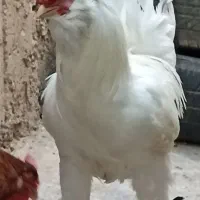 خروس گلین فول فول
