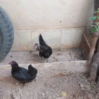 مرغ وخروس