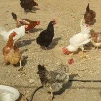 40عدد مرغ محلی سالم و تخم گذار