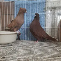 سرخ..و. زرد دمسفید جفتگاه.