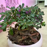 بنسای
