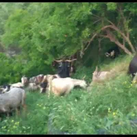 سوزه یا علف خشک