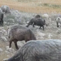 میش|حیوانات مزرعه|دوگنبدان, |دیوار
