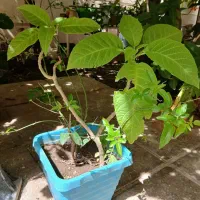 گل شیپوری شبو(بوروچرا)یا شیپور فرشته