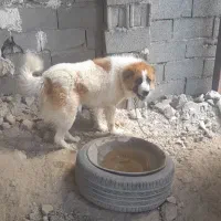 سگ نگهبان قدرجونی قهدریجانی سرابی قفقازی