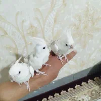عروس هلندی دوکت آلبینو ، طوطی برزیلی