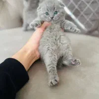 پیشی