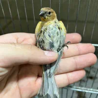 جوجه گلبسر جوجه سهره سهره